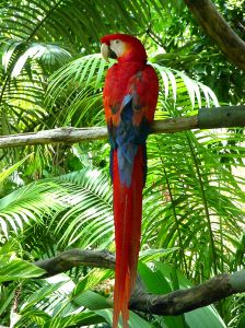 red-parrot-384244-m