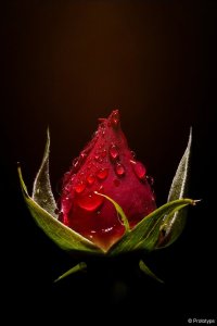 rose_by_prototyps-d2zsh4q